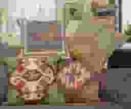 image-0